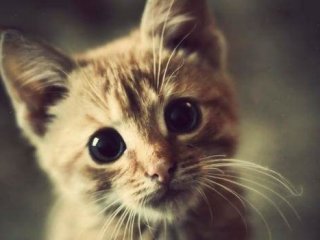 Kedi mırlamasının insanlara yararları!