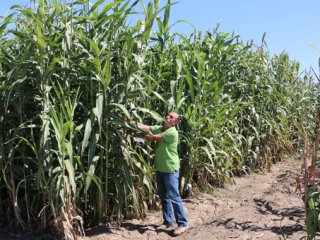 Akaryakıt ve yem sektörüne ilaç gibi gelecek bitki