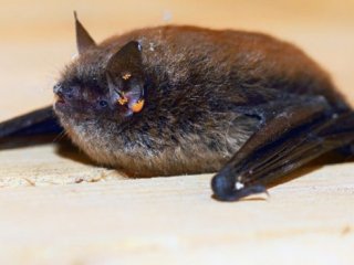 Rize'de ilk defa sakallı yarasa bulundu