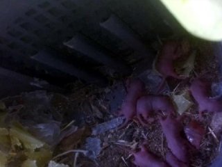 Elektrikli süpürgeden 7 yavru fare çıktı