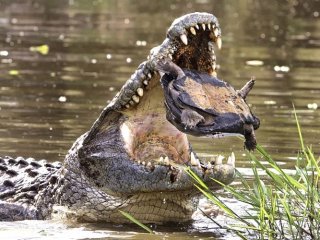 Afrika'nın yeni geçim kaynağı!