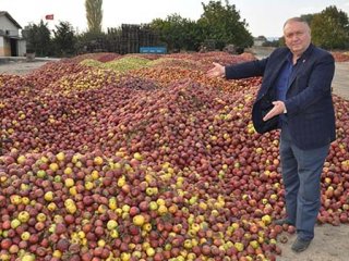 Çivrilli üreticiler ağaçlarını kökünden söküyor