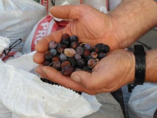 Kuraklık, zeytin üreticisinin belini büktü