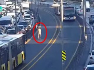 Metrobüsün önüne çırılçıplak atladı!
