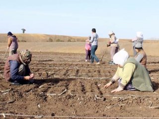 Milli tohum ıslah çalışmalarında 'Kadın emeği'