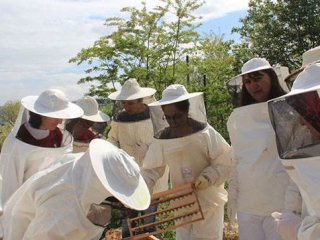 Kilosu 10 bin TL olan arı sütünü arıcı kadınlar  üretecek