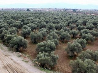 Tüm köyü istila ettiler