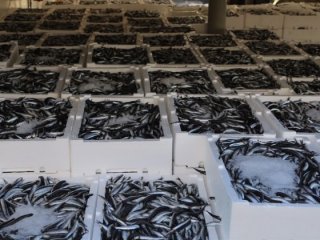 Hamsi tarihinde ilk defa bu fiyatları gördü