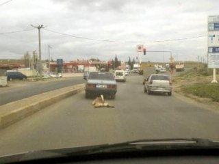 Köpeği arabasına bağlayıp metrelerce sürükledi