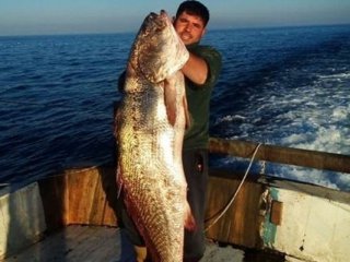 Marmara'da sarıağız ve lambuka balıkları yakalandı