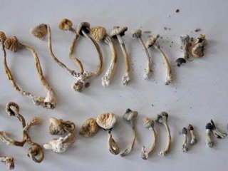 Villaya yapılan baskında 'Sihirli mantar' bulundu