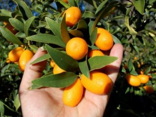 Bu portakalın kilosu 20 TL!