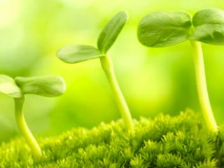 Bitkilerin de öğrenebildiği kanıtlandı