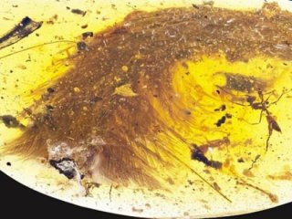 Kehribar taşında bulundu! 99 milyon yıllık