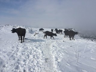Van'da soğuk hava hayvanları da dondurdu