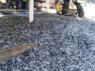 Balıkçı tekneleri limana 350 ton hamsi ile geldiler
