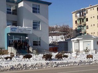 Aç kalan domuzlar şehre indi