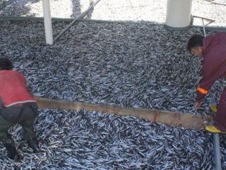 Bir gecede 500 ton hamsi avladılar! Fiyatlar düştü