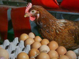 Tavuktan çıkmamış yumurtaları sattılar