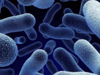 Bakterilerle çalışan kağıt pil üretildi!