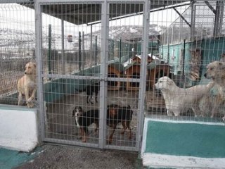 Kütahya' hayvan barınağında köpekler açlıktan birbirini yedi