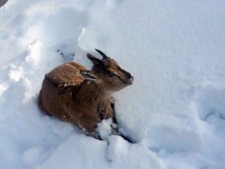 Yaban keçisi soğuğa dayanamadı!