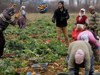 Patates üreticilerinin yüzü gülüyor