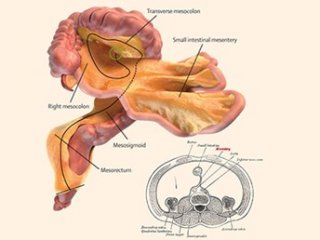 İnsan vücudunda yeni organ keşfedildi