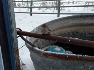 Kuşun ayakları demire yapıştı