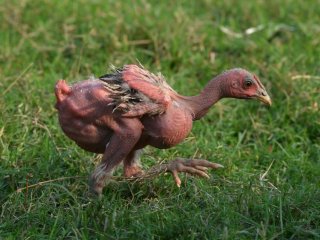 İsrailli cani profesör hayvanlara bunu da yaptı!