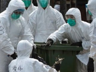 Kuş gribi geri mi dönüyor ?