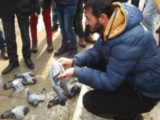 Şehir merkezinde güvercin katliamı