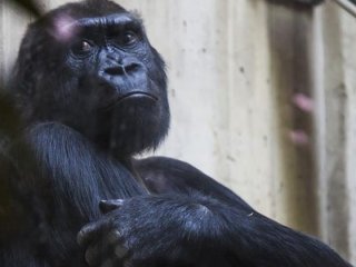 Dünyanın en yaşlı gorili öldü