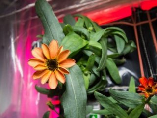 NASA uzayda çiçek yetiştirdi