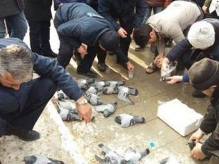 Kırıkkale'de yüzlerce güvercin yanlışlıkla katledilmiş!