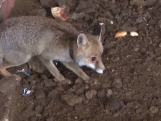 Köpek sanıp sahiplendi, büyüyünce tilki çıktı