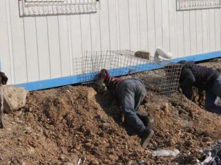 Adana'da saz kedisini kurtarma operasyonu düzenlendi!