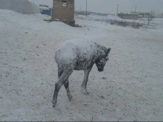 Şanlıurfa’da eşekler dondu