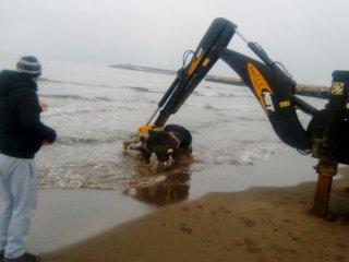 Kastamonu'da sahile ölü inek vurdu
