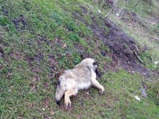 Tekirdağ'da hayvan katliamı