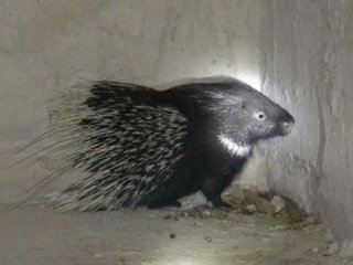 'Oklu Kirpi', baraj gölü tünel çalışmasını durdurdu