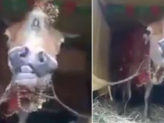 Çift yüzlü inek görenleri şaşırttı!