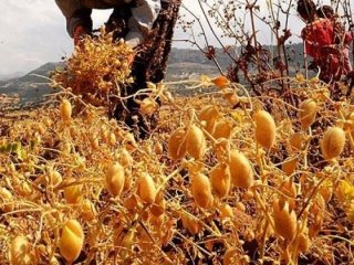Tarlada fiyatı en çok artan bakın ne oldu!