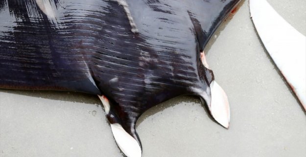 İzmir'de vatoz sürprizi