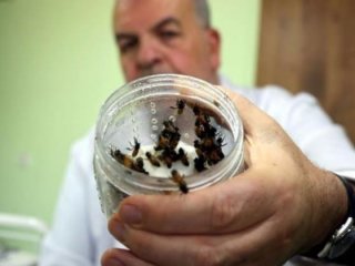 Şifayı arılarda buluyorlar!