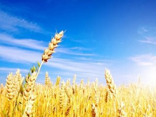 Türkiye'den Rusya'ya buğday yasağı