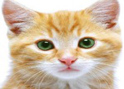 Kedi, 2.5 aylık bebeği boğarak öldürdü!