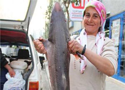 Bayan balıkçı köpekbalığı yakaladı