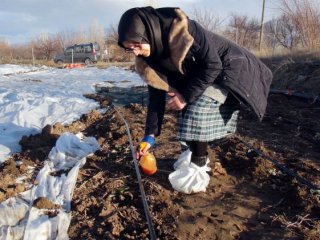 Bitkileri donmaya karşı koruyan solüsyon üretti!