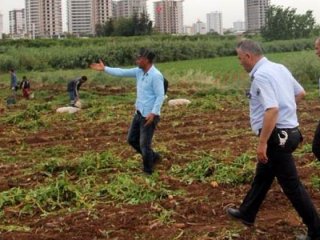 Polis tarlaya girdi, yine de çıkmadılar!